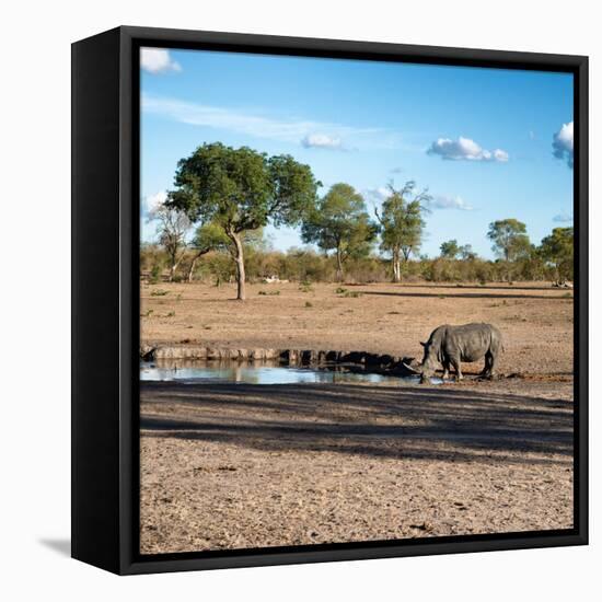 Awesome South Africa Collection Square - African Landscape with Black Rhino-Philippe Hugonnard-Framed Stretched Canvas