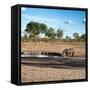 Awesome South Africa Collection Square - African Landscape with Black Rhino-Philippe Hugonnard-Framed Stretched Canvas