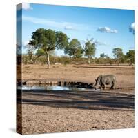 Awesome South Africa Collection Square - African Landscape with Black Rhino-Philippe Hugonnard-Stretched Canvas