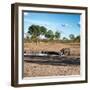 Awesome South Africa Collection Square - African Landscape with Black Rhino-Philippe Hugonnard-Framed Photographic Print