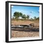 Awesome South Africa Collection Square - African Landscape with Black Rhino-Philippe Hugonnard-Framed Photographic Print