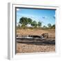 Awesome South Africa Collection Square - African Landscape with Black Rhino-Philippe Hugonnard-Framed Photographic Print
