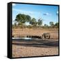 Awesome South Africa Collection Square - African Landscape with Black Rhino-Philippe Hugonnard-Framed Stretched Canvas