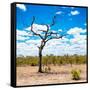 Awesome South Africa Collection Square - African Landscape-Philippe Hugonnard-Framed Stretched Canvas