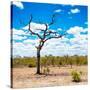 Awesome South Africa Collection Square - African Landscape-Philippe Hugonnard-Stretched Canvas