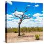 Awesome South Africa Collection Square - African Landscape-Philippe Hugonnard-Stretched Canvas