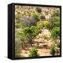 Awesome South Africa Collection Square - African Natural Landscape-Philippe Hugonnard-Framed Stretched Canvas