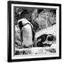 Awesome South Africa Collection Square - African Penguin B&W-Philippe Hugonnard-Framed Photographic Print