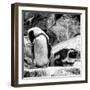 Awesome South Africa Collection Square - African Penguin B&W-Philippe Hugonnard-Framed Photographic Print