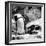 Awesome South Africa Collection Square - African Penguin B&W-Philippe Hugonnard-Framed Photographic Print