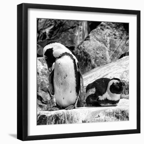 Awesome South Africa Collection Square - African Penguin B&W-Philippe Hugonnard-Framed Photographic Print