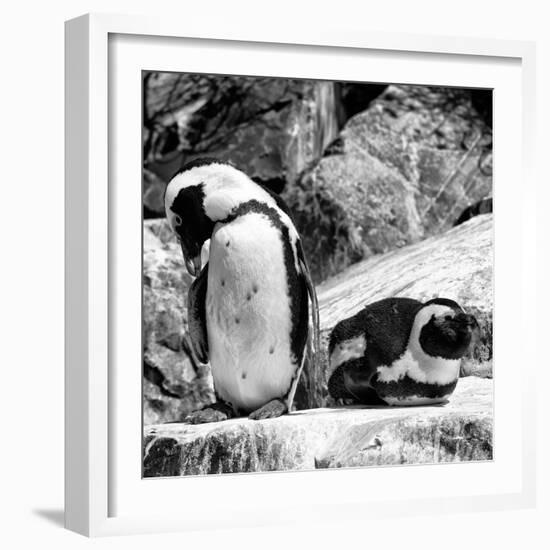 Awesome South Africa Collection Square - African Penguin B&W-Philippe Hugonnard-Framed Photographic Print