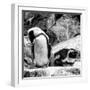 Awesome South Africa Collection Square - African Penguin B&W-Philippe Hugonnard-Framed Photographic Print