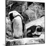 Awesome South Africa Collection Square - African Penguin B&W-Philippe Hugonnard-Mounted Photographic Print