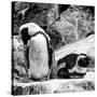 Awesome South Africa Collection Square - African Penguin B&W-Philippe Hugonnard-Stretched Canvas