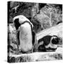 Awesome South Africa Collection Square - African Penguin B&W-Philippe Hugonnard-Stretched Canvas