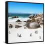 Awesome South Africa Collection Square - African Penguin Colony-Philippe Hugonnard-Framed Stretched Canvas