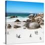 Awesome South Africa Collection Square - African Penguin Colony-Philippe Hugonnard-Stretched Canvas
