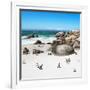 Awesome South Africa Collection Square - African Penguin Colony-Philippe Hugonnard-Framed Photographic Print