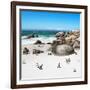 Awesome South Africa Collection Square - African Penguin Colony-Philippe Hugonnard-Framed Photographic Print