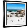 Awesome South Africa Collection Square - African Penguin Colony-Philippe Hugonnard-Framed Photographic Print