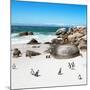 Awesome South Africa Collection Square - African Penguin Colony-Philippe Hugonnard-Mounted Photographic Print