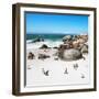 Awesome South Africa Collection Square - African Penguin Colony-Philippe Hugonnard-Framed Photographic Print