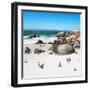 Awesome South Africa Collection Square - African Penguin Colony-Philippe Hugonnard-Framed Photographic Print