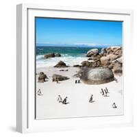 Awesome South Africa Collection Square - African Penguin Colony-Philippe Hugonnard-Framed Photographic Print