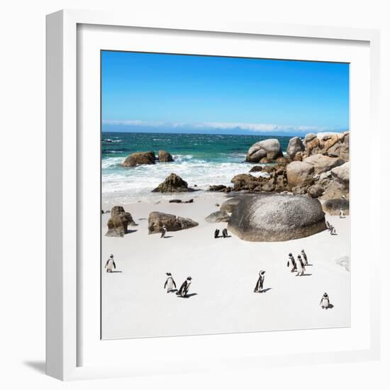 Awesome South Africa Collection Square - African Penguin Colony-Philippe Hugonnard-Framed Photographic Print