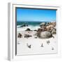 Awesome South Africa Collection Square - African Penguin Colony-Philippe Hugonnard-Framed Photographic Print