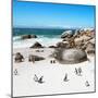 Awesome South Africa Collection Square - African Penguin Colony-Philippe Hugonnard-Mounted Photographic Print