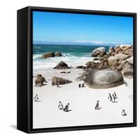 Awesome South Africa Collection Square - African Penguin Colony-Philippe Hugonnard-Framed Stretched Canvas