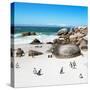 Awesome South Africa Collection Square - African Penguin Colony-Philippe Hugonnard-Stretched Canvas