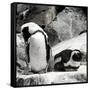 Awesome South Africa Collection Square - African Penguin II-Philippe Hugonnard-Framed Stretched Canvas