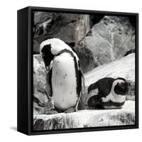 Awesome South Africa Collection Square - African Penguin II-Philippe Hugonnard-Framed Stretched Canvas