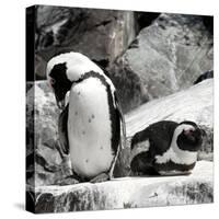 Awesome South Africa Collection Square - African Penguin II-Philippe Hugonnard-Stretched Canvas