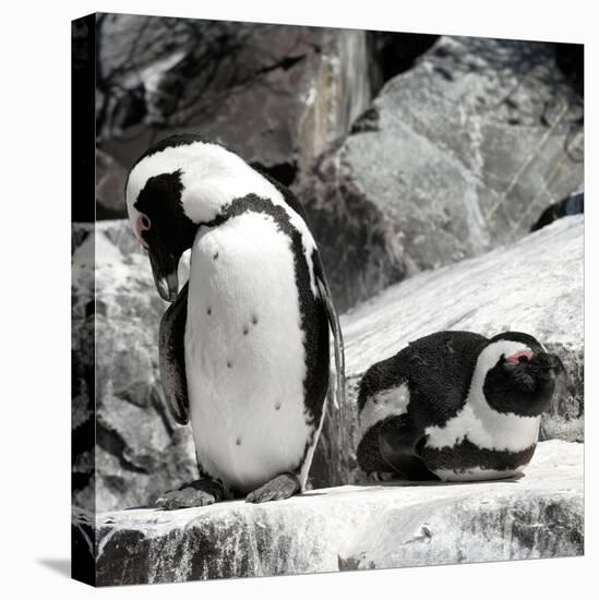 Awesome South Africa Collection Square - African Penguin II-Philippe Hugonnard-Stretched Canvas