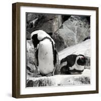 Awesome South Africa Collection Square - African Penguin II-Philippe Hugonnard-Framed Photographic Print