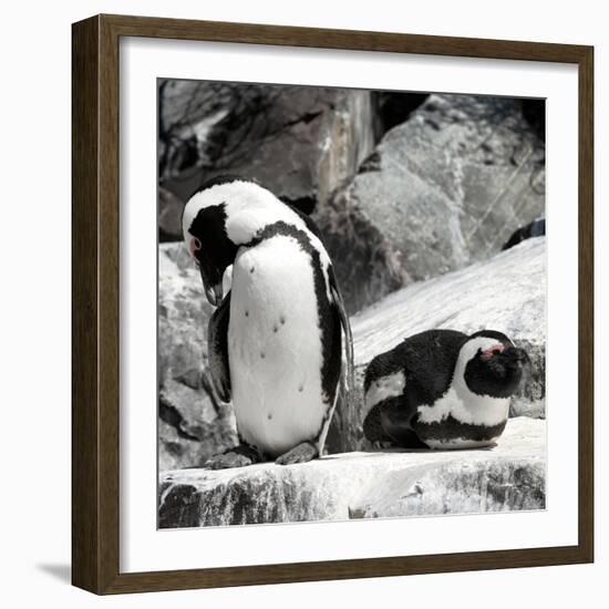 Awesome South Africa Collection Square - African Penguin II-Philippe Hugonnard-Framed Photographic Print