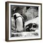 Awesome South Africa Collection Square - African Penguin II-Philippe Hugonnard-Framed Photographic Print