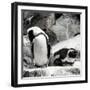 Awesome South Africa Collection Square - African Penguin II-Philippe Hugonnard-Framed Photographic Print