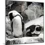 Awesome South Africa Collection Square - African Penguin II-Philippe Hugonnard-Mounted Photographic Print