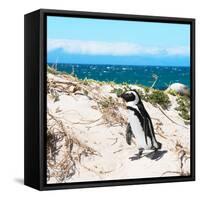 Awesome South Africa Collection Square - African Penguin-Philippe Hugonnard-Framed Stretched Canvas