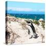 Awesome South Africa Collection Square - African Penguin-Philippe Hugonnard-Stretched Canvas