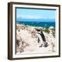 Awesome South Africa Collection Square - African Penguin-Philippe Hugonnard-Framed Photographic Print