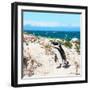 Awesome South Africa Collection Square - African Penguin-Philippe Hugonnard-Framed Photographic Print