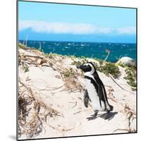 Awesome South Africa Collection Square - African Penguin-Philippe Hugonnard-Mounted Photographic Print