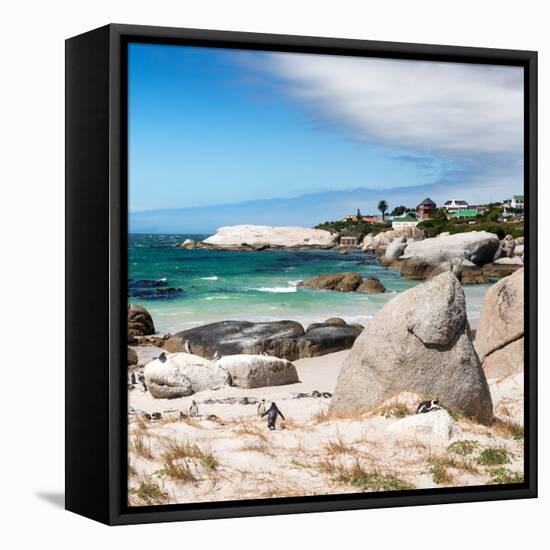 Awesome South Africa Collection Square - African Penguins at Boulders Beach III-Philippe Hugonnard-Framed Stretched Canvas