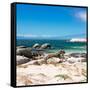 Awesome South Africa Collection Square - African Penguins at Boulders Beach-Philippe Hugonnard-Framed Stretched Canvas